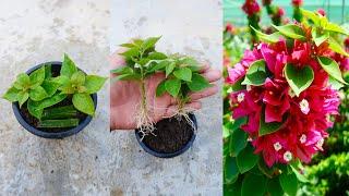 How to grow bougainvillea from cuttings with simple method