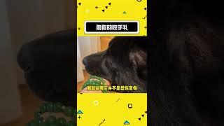 狗狗的咬手礼太可爱了#娱乐评论大赏 #狗狗 #养狗的乐趣 #狗狗的心思都写在脸上了#shorts
