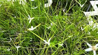 Key West Tropical Forest & Botanical Garden Species Spotlight of the week: Starrush Whitetop