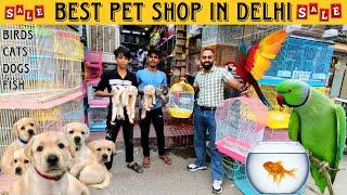 Cheapest Pet Shop In Delhi | Cheapest Dog Shop Delhi #cheapestdogdelhi #birdmarketdelhi #cheapestcat