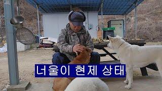 너울이 현재 상태 [너울이 걱정을 많이 하신 구독자 분들]