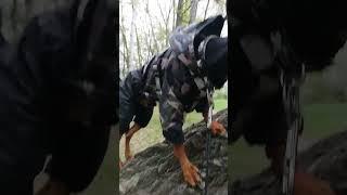 пражский крысарик