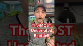 The MOST underrated reptile in the hobby! #reptiles #lizard #skink #reptile #pets #pet