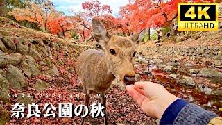 Nara Day Trip: Beautiful Autumn leaves in Nara Park ・ Japan   奈良公園の秋