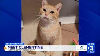 Clementine the cat up for adoption at the Humane Educational Society in Chattanooga