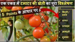 एक एकड़ टमाटर की खेती में लागत, आमदनी और प्रॉफिट की पूरी जानकारी | Tomato Farming In India