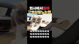 회사에서 사람들 몰래 고양이랑 놀기 #고양이 #shorts