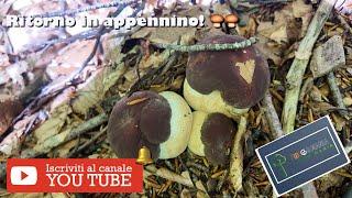 Ritorno in Appennino! ‍🟫‍🟫 #porcini #porcini #mushroom #funghi #nature #porcinimushrooms