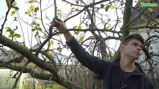 Как омолодить плодовое дерево? Омоложение яблони