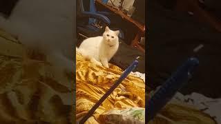 кот