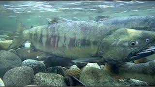 Pacific Salmon and their Circle of Life