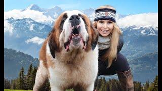 THE SAINT BERNARD DOG - GIANT ALPINE RESCUER