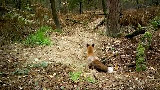 Trail camera, game camera, scouting camera in Reichswald (9)