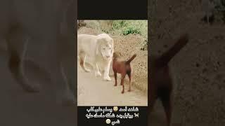 راحت هيبة الاسود #shorts #explore #trending #اكسبلور #trendingshorts #ترند #popular