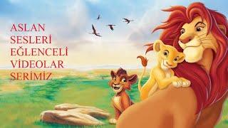 Aslan Sesi Aslan Kükremesi Lion Roaring Kısa Video Çocuklar için eğlenceli ve eğitici