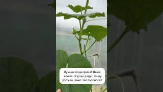 Даже хилые огурцы вмиг заплодоносят