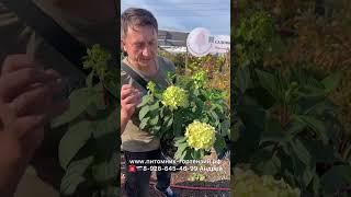 ГОРТЕНЗИЯ МЕТЕЛЬЧАТАЯ ГРАФФИТИ(Hydrangea paniculata Graffiti)Гортензия метельчатая граффити Хит 2023