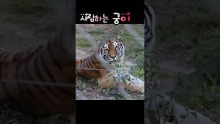 평온하길~ 매일매일 #백두대간수목원 #tiger #태범무궁