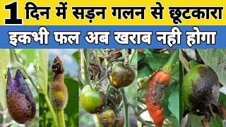 1 दिन में सड़न गलन से छुटकारा | fruit rot control | fungas attack on fruits | virus attack on fruits