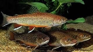 Learn All About the Brook Trout!