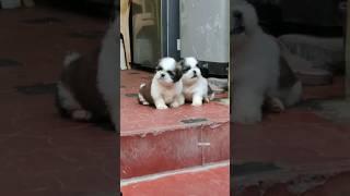 Shihtzu Puppies Available | More Details On My Description.#shorts#trending#shihtzu#shihtzupuppy