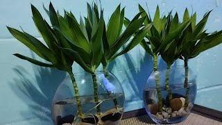 How To Grow Dracaena Deremensis Plants From Cuttings With Water Simple, Easy To Do#GreenIdeaAndDecor