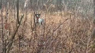 English setter champions working woodcock!