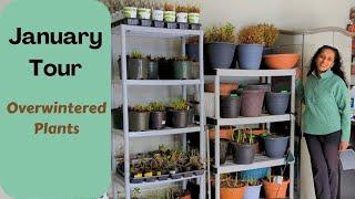 Plants Overwintering In My Garage | January Tour Update