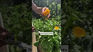 It’s finally garden to table season! Here’s what I made with my latest harvest#garden #cooking