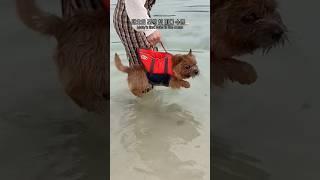첫 바다수영의 추억‍️ #마태오 #반려견 #반려견일상 #강아지 #강아지브이로그 #doglife