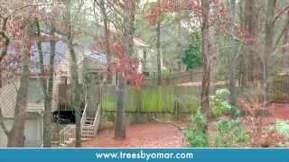 Omar & Brothers discuss protecting your property when choosing a tree service