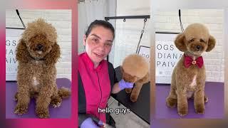 POODLE HEAD GROOMING TUTORIAL #poodle #doggroomingtips #doggroomers