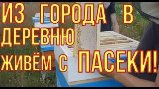 Как заработать в деревне. Пчеловодство,как бизнес. Пасека с нуля.