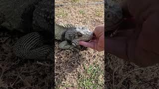 Louie really likes sunny, 78-degree days December...! 35 year old green iguana...