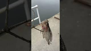 FISH VON OUR OPP