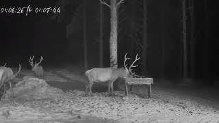 Red deer camera, Estonia, 2024/11/22