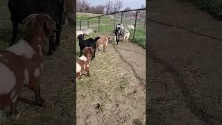 Cute goats #farmanimals