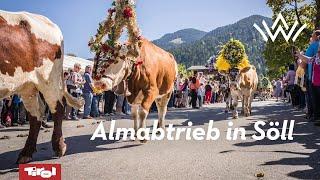 Almabtrieb in Söll in der Region Wilder Kaiser