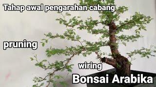 PRUNING.WIRING DAN PENGARAHAN CABANG/bonsai Arabika/klampis