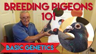 Breeding Pigeons 101 #pigeonbreeding #pigeonrace #pigeons