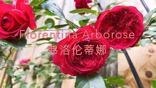 Florentina Arborose 弗洛伦蒂娜，极优秀的爬藤月季，一年可成墙，坐标多伦多