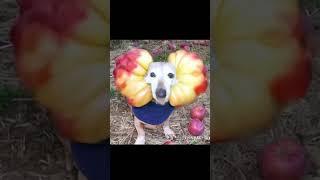 Apple Dog viral video TikTok #shorts #appledog #aicomedy