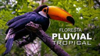 FLORESTA PLUVIAL TROPICAL - Biodiversidade Exuberante