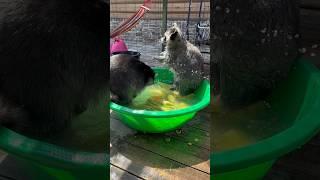 Водные процедуры у енотов