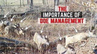 The Importance Of Doe Management - Should You Harvest Does?