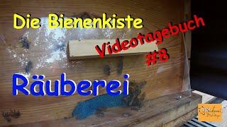 Die Bienenkiste - Videotagebuch #8(25.8-1.9.2024)  #Räuberei III