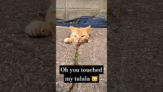 oh you touched my talala  #cat #cats #catlover #catvideos #trending #shorts