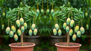 LIVEEasiest Way to Propagate Mango Trees: Cuttings Method Explained #live #garden