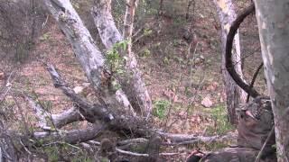 Preston and Donald's Goulds Turkey Hunt Part 2 with Jay Scott