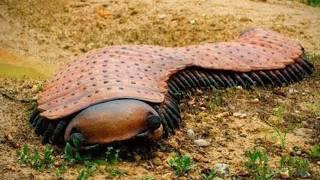 The 10 GIANT INSECTS You Won't Believe Exist (The Biggest Insects in the World)